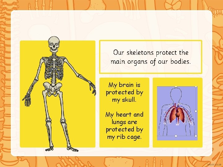 Our skeletons protect the main organs of our bodies. My brain is protected by