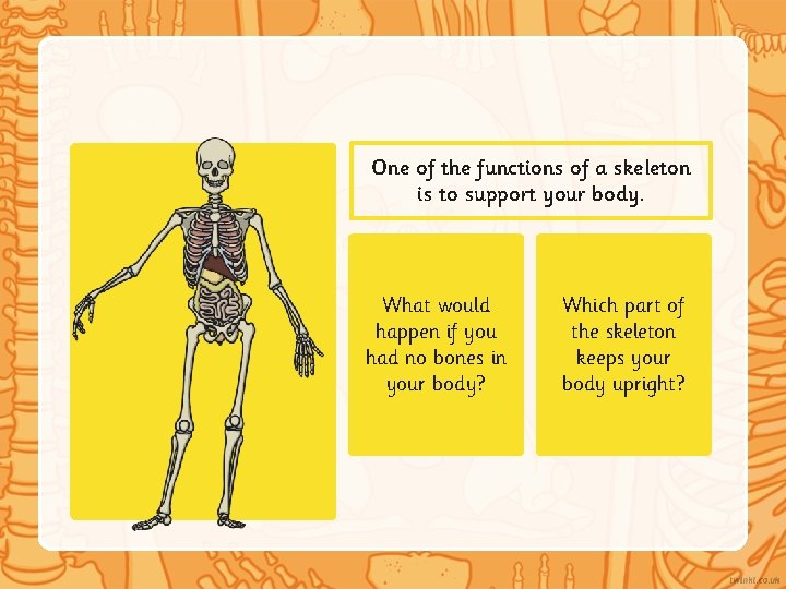 One of the functions of a skeleton is to support your body. What would