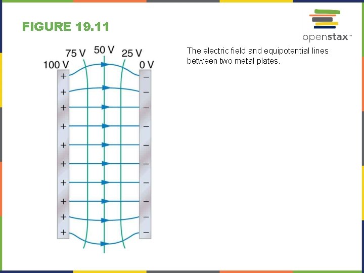 FIGURE 19. 11 The electric field and equipotential lines between two metal plates. 