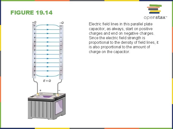 FIGURE 19. 14 Electric field lines in this parallel plate capacitor, as always, start