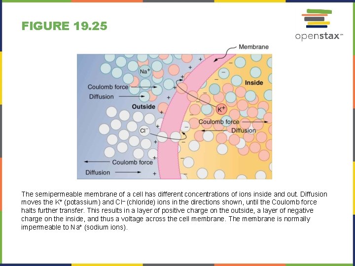 FIGURE 19. 25 The semipermeable membrane of a cell has different concentrations of ions