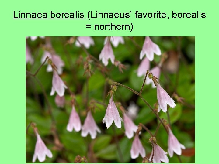 Linnaea borealis (Linnaeus’ favorite, borealis = northern) 