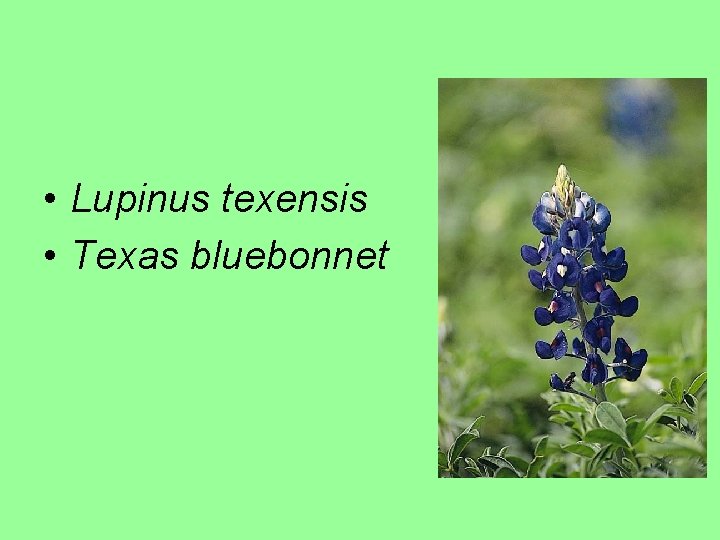  • Lupinus texensis • Texas bluebonnet 