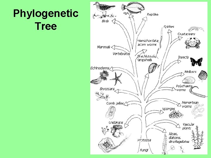 Phylogenetic Tree 