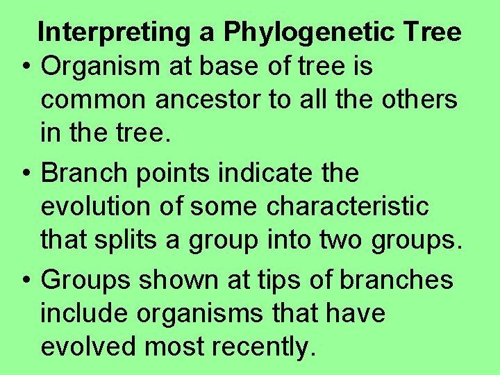 Interpreting a Phylogenetic Tree • Organism at base of tree is common ancestor to