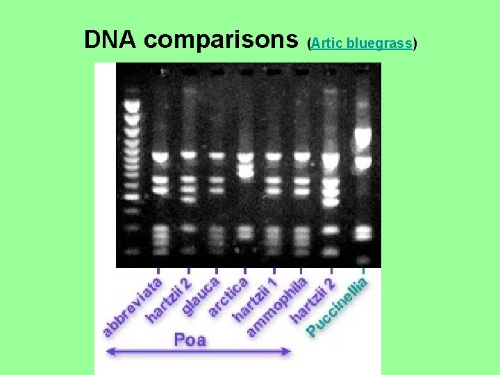 DNA comparisons (Artic bluegrass) 