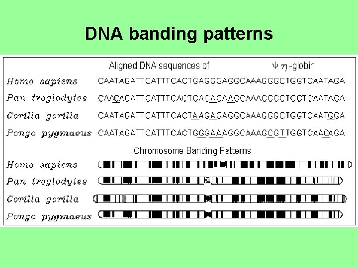 DNA banding patterns 