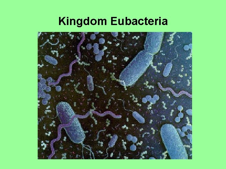 Kingdom Eubacteria 
