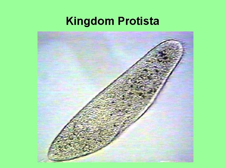 Kingdom Protista 