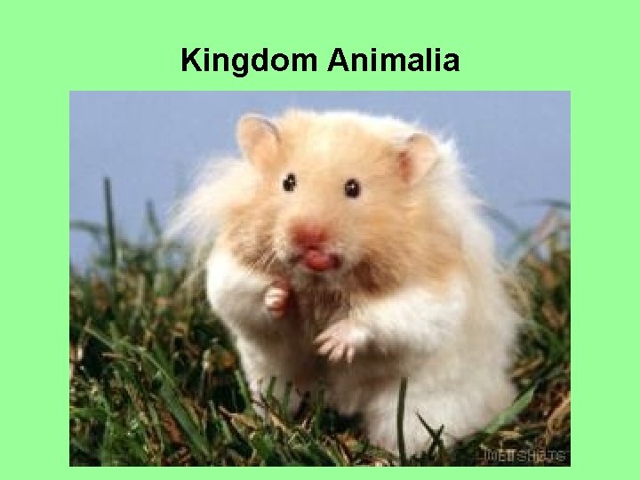 Kingdom Animalia 