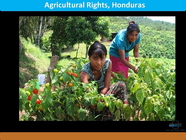 Agricultural Rights, Honduras 