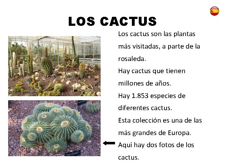 LOS CACTUS Los cactus son las plantas más visitadas, a parte de la rosaleda.