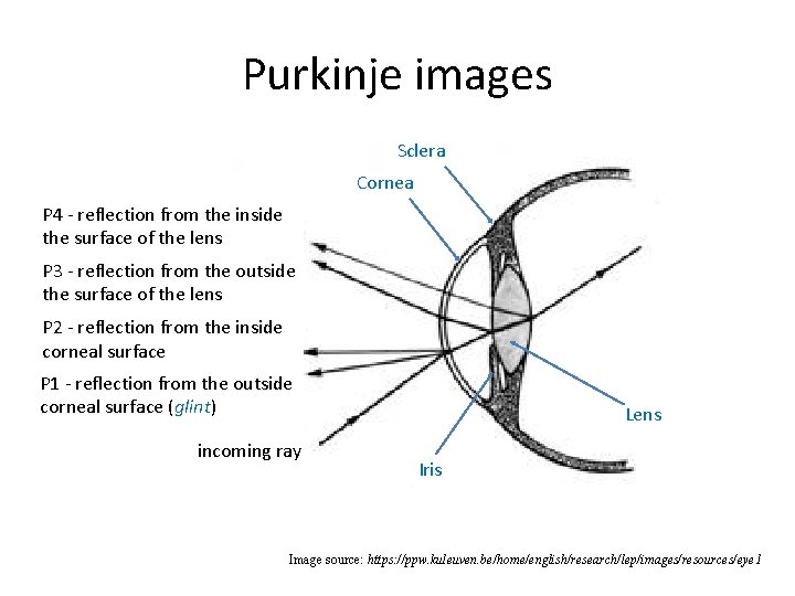 Purkinje images Sclera Cornea P 4 - reflection from the inside the surface of Purkinje images Sclera Cornea P 4 - reflection from the inside the surface of