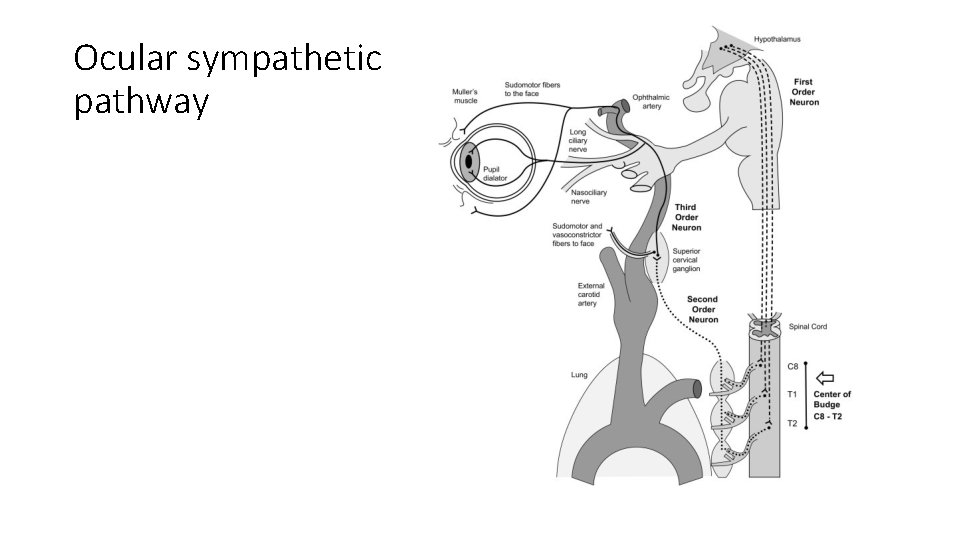 Ocular sympathetic pathway Ocular sympathetic pathway