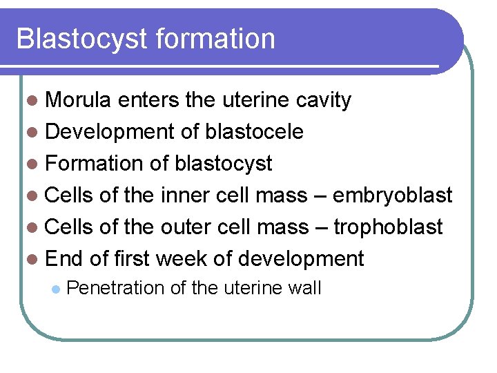 Blastocyst formation l Morula enters the uterine cavity l Development of blastocele l Formation