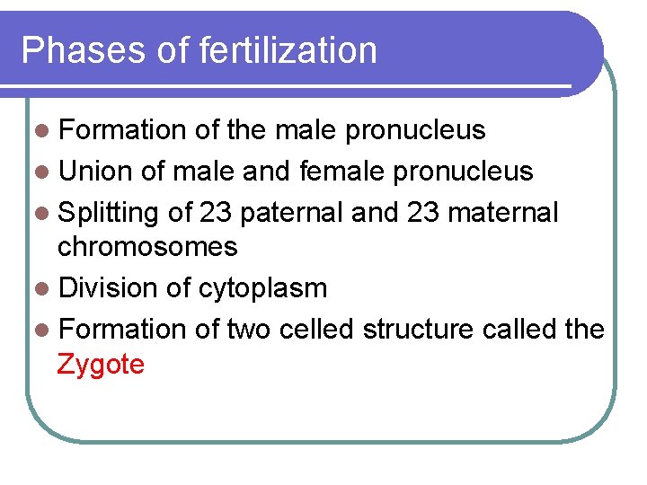 Phases of fertilization l Formation of the male pronucleus l Union of male and