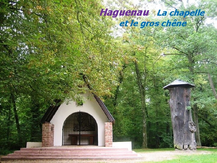 Haguenau La chapelle. . et le gros chêne 