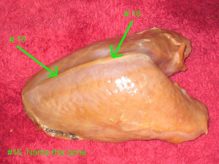 # 16 #16. Name this bone 