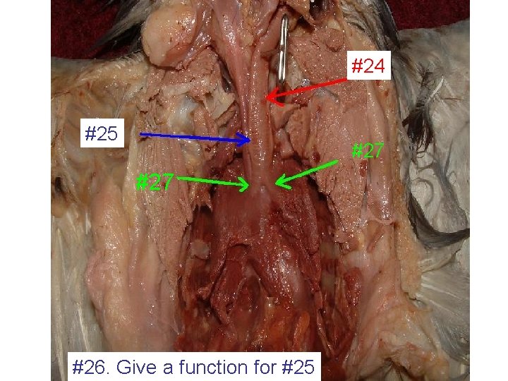 #24 #25 #27 #26. Give a function for #25 
