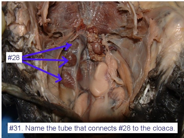 #28 #31. Name the tube that connects #28 to the cloaca. 