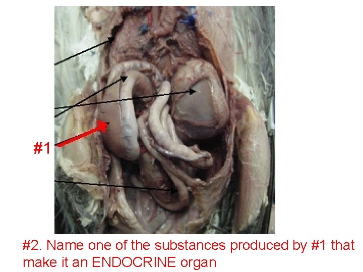 #1 #2. Name one of the substances produced by #1 that make it an