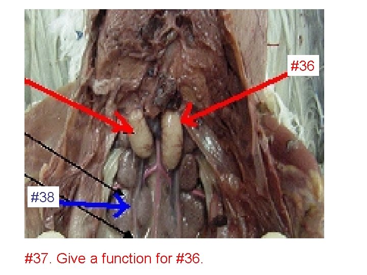 #36 #38 #37. Give a function for #36. 