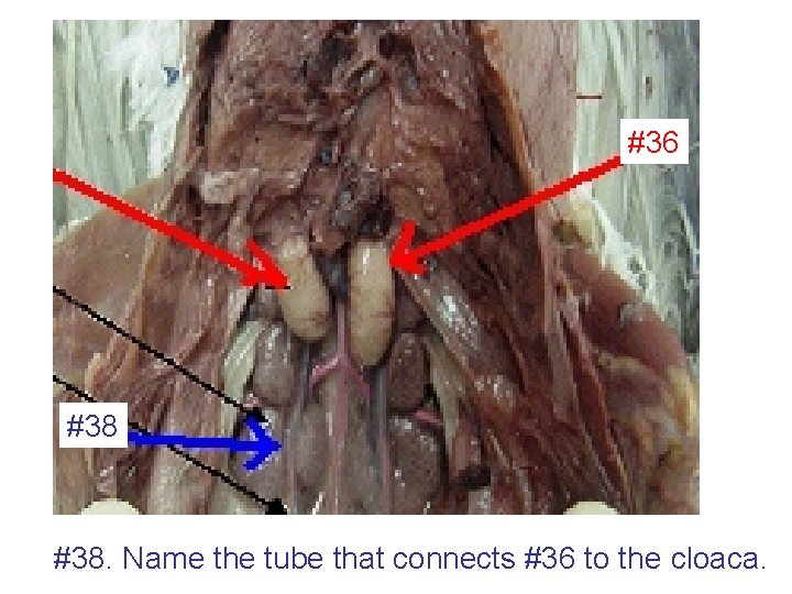 #36 #38. Name the tube that connects #36 to the cloaca. 