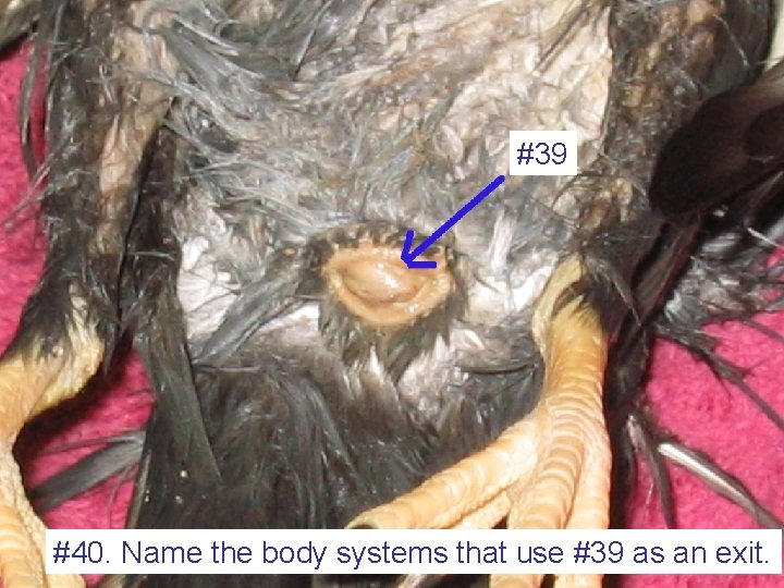 #39 #40. Name the body systems that use #39 as an exit. 