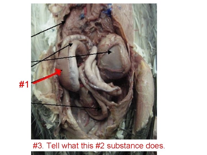 #1 #3. Tell what this #2 substance does. 