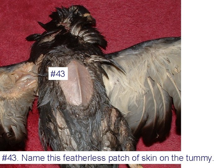 #43 #43. Name this featherless patch of skin on the tummy. 