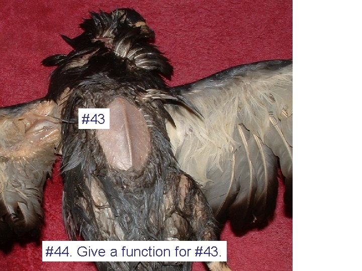 #43 #44. Give a function for #43. 