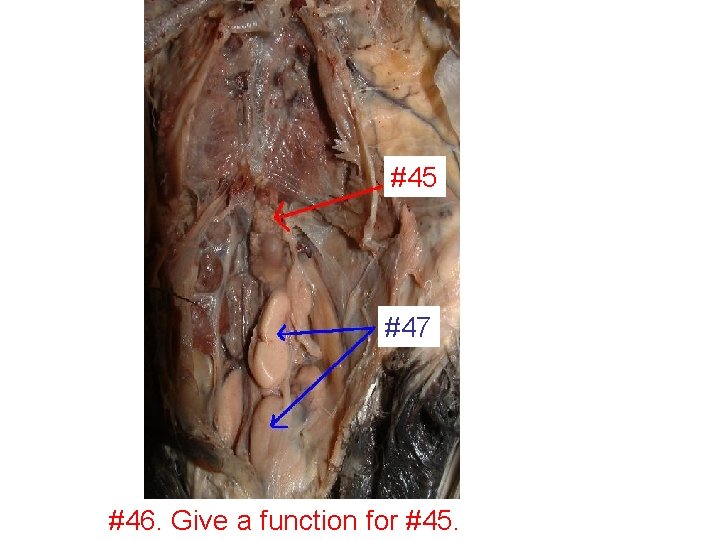 #45 #47 #46. Give a function for #45. 