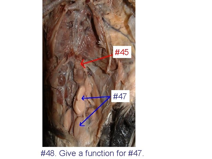 #45 #47 #48. Give a function for #47. 