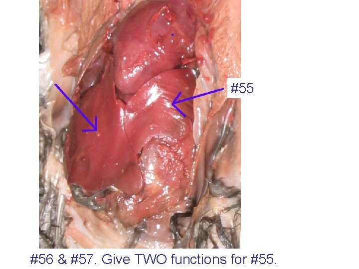 #55 #56 & #57. Give TWO functions for #55. 