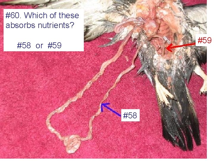 #60. Which of these absorbs nutrients? #59 #58 or #59 #58 