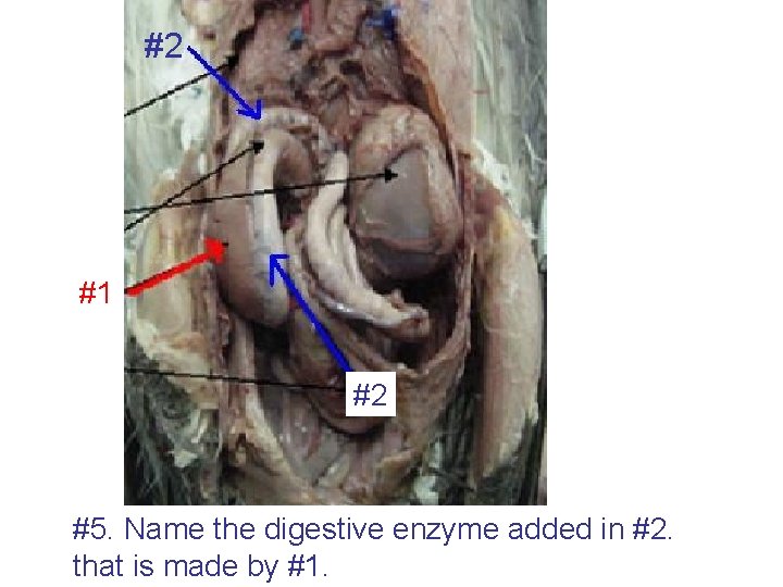 #2 #1 #2 #5. Name the digestive enzyme added in #2. that is made