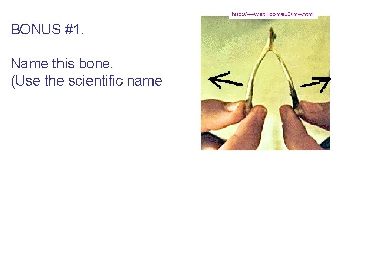 http: //www. altx. com/au 2/lmw. html BONUS #1. Name this bone. (Use the scientific