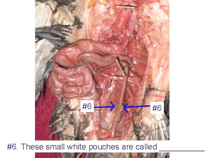 #6 #6 #6. These small white pouches are called _____ 