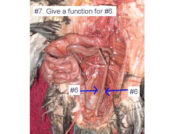 #7. Give a function for #6. #6 #6 