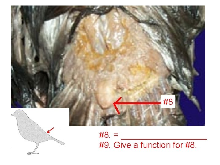 #8 #8. = _________ #9. Give a function for #8. 