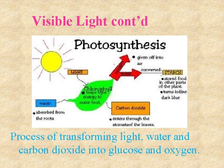Visible Light cont’d Process of transforming light, water and carbon dioxide into glucose and