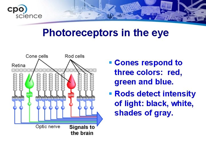 Photoreceptors in the eye Cones respond to three colors: red, green and blue. Rods