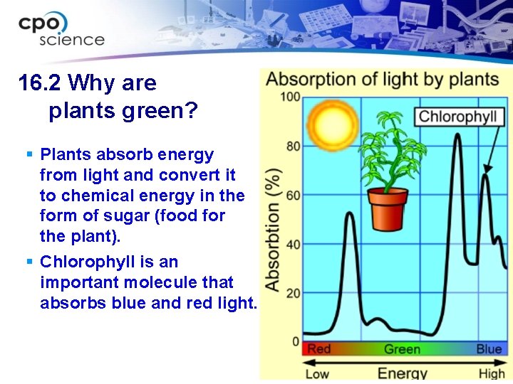 16. 2 Why are plants green? Plants absorb energy from light and convert it