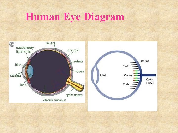 Human Eye Diagram 