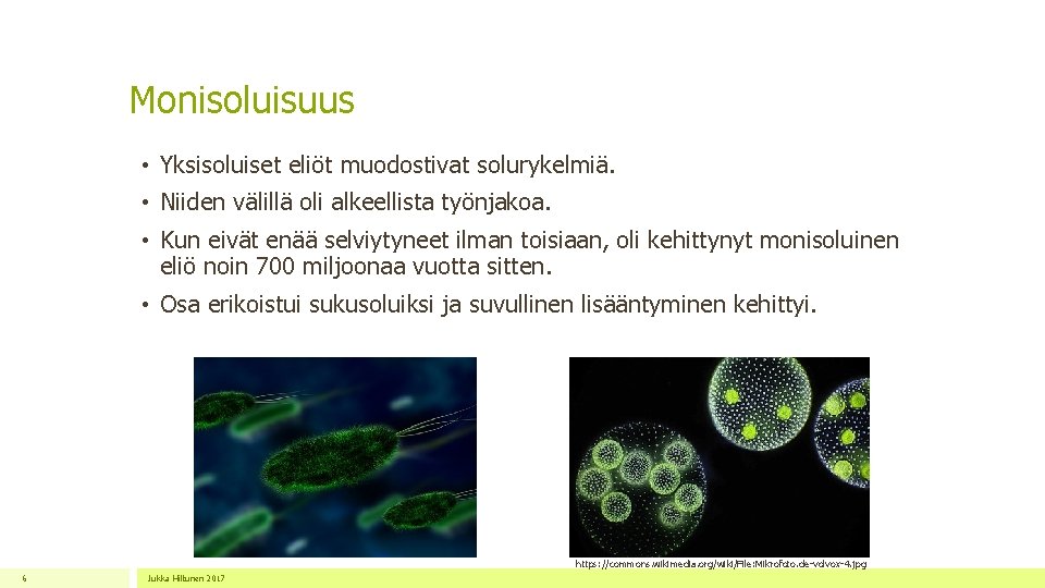 Monisoluisuus • Yksisoluiset eliöt muodostivat solurykelmiä. • Niiden välillä oli alkeellista työnjakoa. • Kun