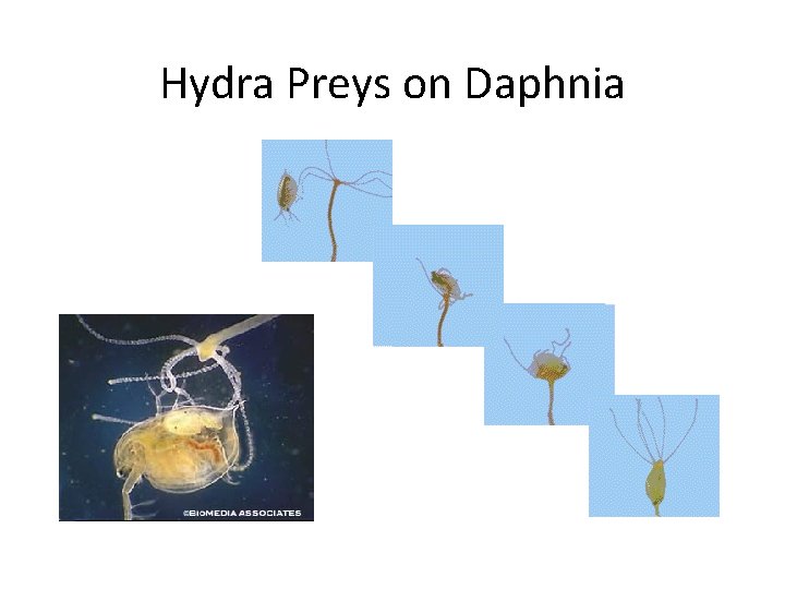 Hydra Preys on Daphnia 