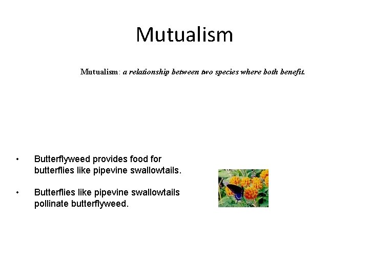 Mutualism: a relationship between two species where both benefit. • Butterflyweed provides food for