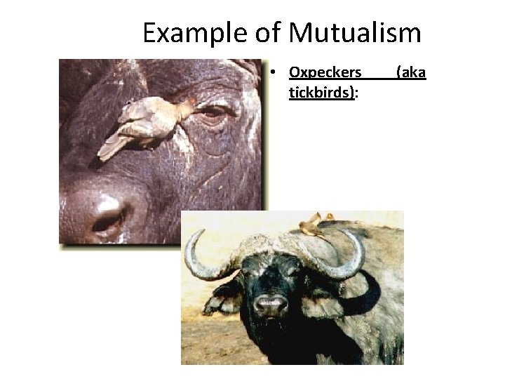 Example of Mutualism • Oxpeckers tickbirds): (aka 