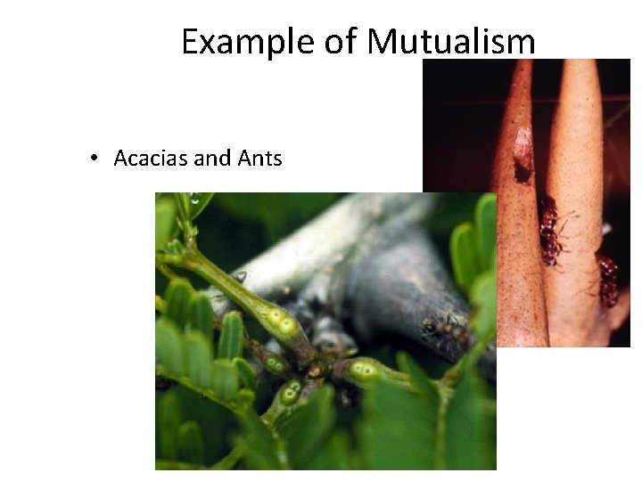 Example of Mutualism • Acacias and Ants 