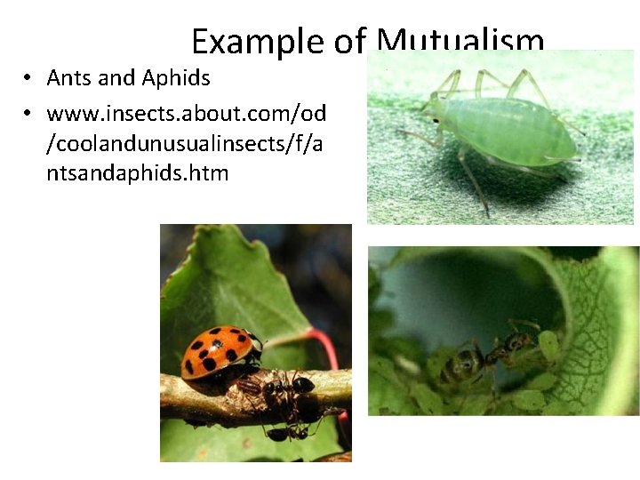Example of Mutualism • Ants and Aphids • www. insects. about. com/od /coolandunusualinsects/f/a ntsandaphids.